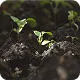 New methodology added: Biochar VM0044